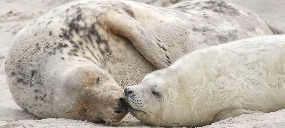 Kleine Kegelrobben müssen sich erst einmal eine dicke Fettschicht zulegen. (Foto: dpa)