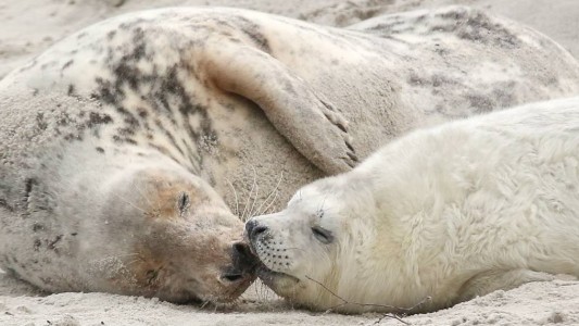 Kleine Kegelrobben müssen sich erst einmal eine dicke Fettschicht zulegen. (Foto: dpa)