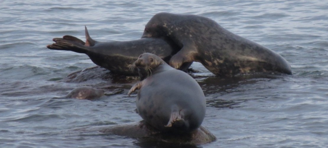 Diese Kegelrobbe ist vielleicht schwanger. (Foto: dpa)