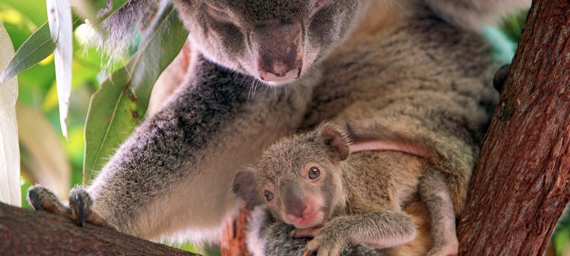 Koala-Babys werden im Beutel getragen
