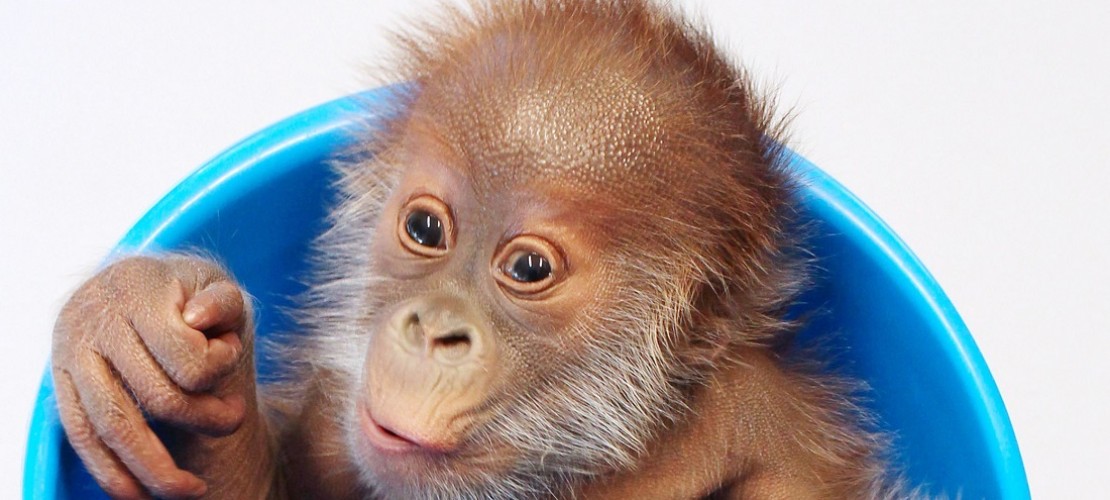 Das Orang-Utan-Baby Rieke wurde von seiner Mutter verstoßen. Jetzt wird es mit der Flasche großgezogen. (Foto: dpa)