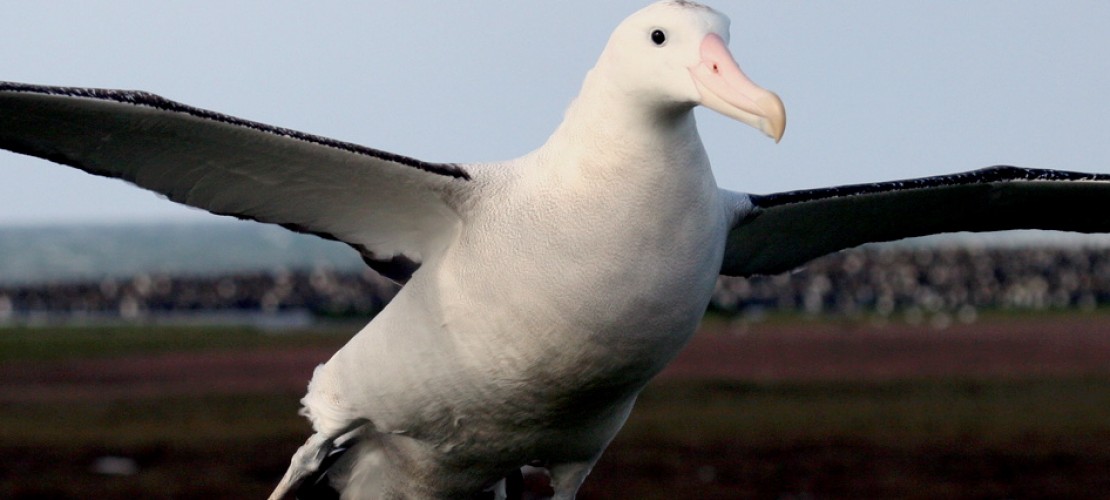 Giganten im Tierreich