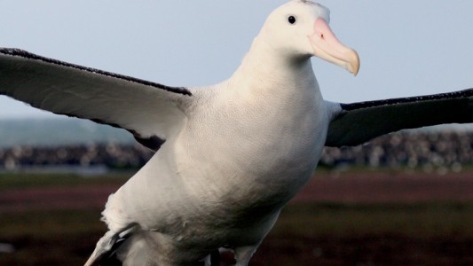 Giganten im Tierreich
