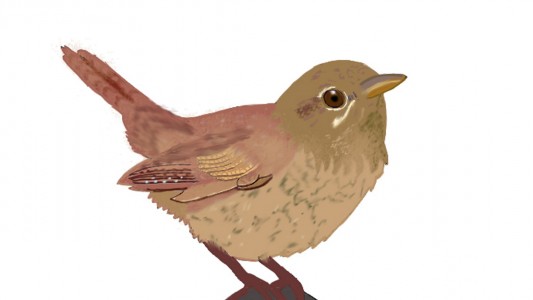 Mit Steckbriefen Vögel entdecken und bestimmen