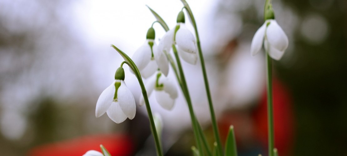 Schneeglöckchen halten tapfer die Köpfe am zarten Stamm. (Foto: dpa)