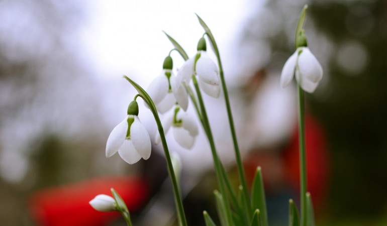 Schneeglöckchen halten tapfer die Köpfe am zarten Stamm. (Foto: dpa)