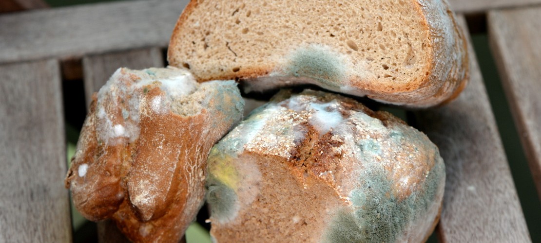 Verschimmeltes Brot
