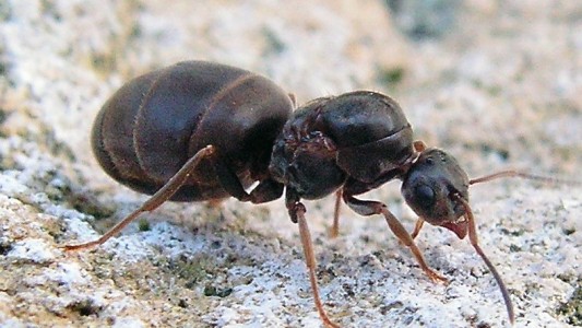 Ameisen sind eigentlich sehr saubere Tiere. Aber in ihren Nestern nutzen sie bestimmte Ecken, um dort ihr Geschäft zu machen. (Foto: dpa)