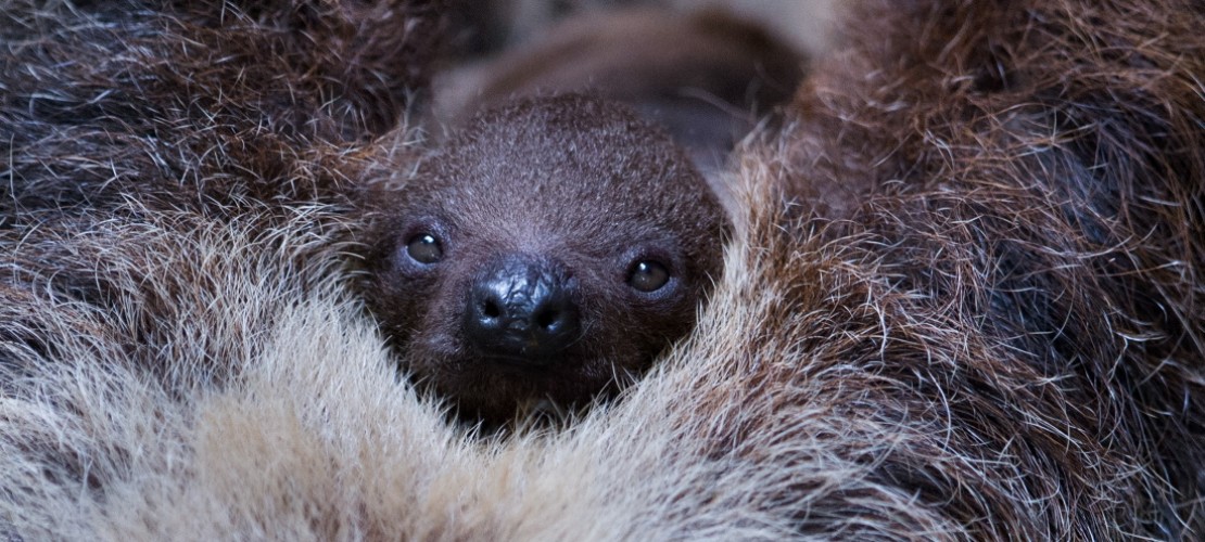 In einem Zoo im Bundesland Sachsen wurde dieses kleine Faultier geboren. (Foto: dpa)