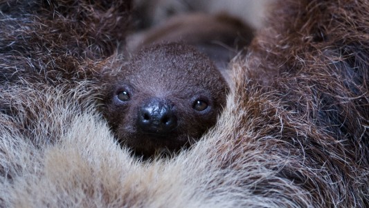 In einem Zoo im Bundesland Sachsen wurde dieses kleine Faultier geboren. (Foto: dpa)