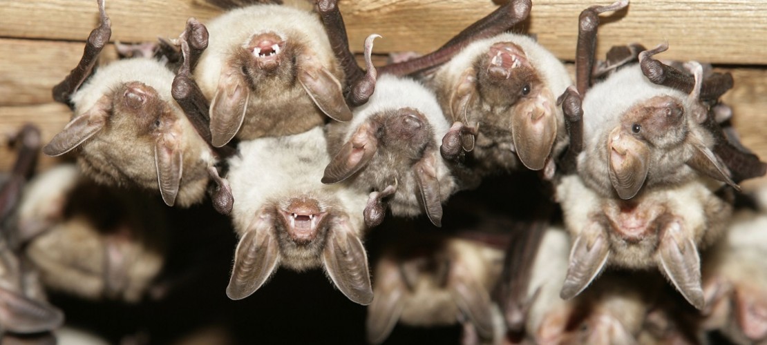 Manchmal ziehen sich Fledermäuse zum Winterschlaf in alte Gebäude zurück. (Foto: dpa)