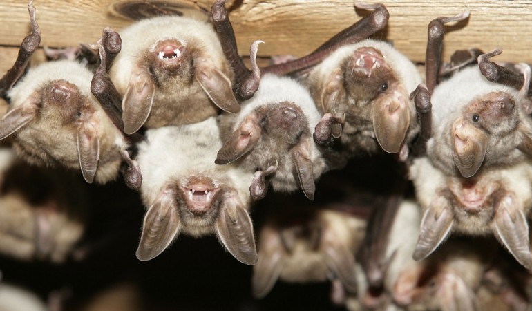 Manchmal ziehen sich Fledermäuse zum Winterschlaf in alte Gebäude zurück. (Foto: dpa)