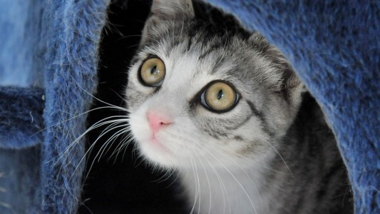 Sie ist unter anderem Schuld daran, dass es nicht mehr so viele Vögel, vor allem Kiwis, in Australien und Neuseeland gibt: Die Hauskatze. (Foto: dpa)