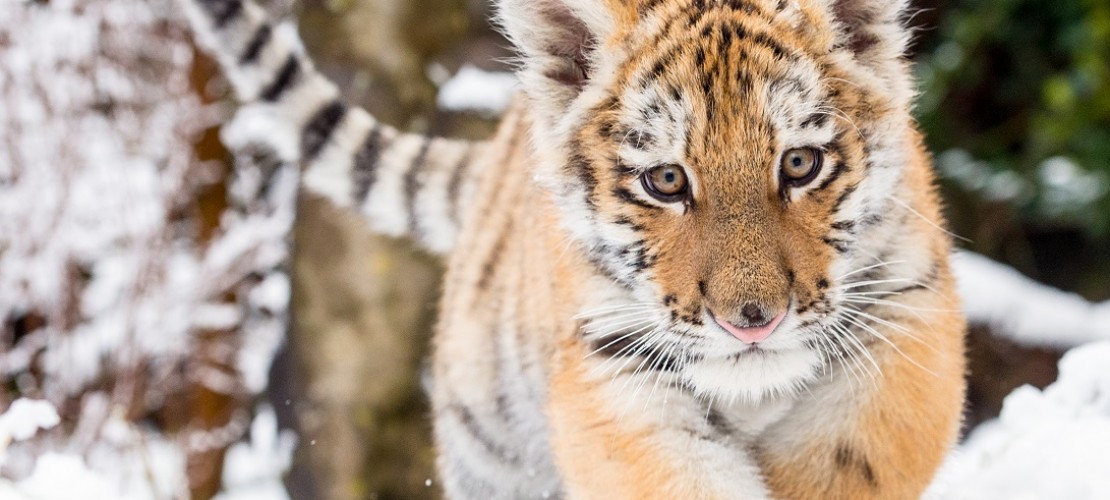 Dragan spielt im Schnee. In freier Natur leben Sibirische Tiger in sehr kalten Regionen. (Foto: dpa)