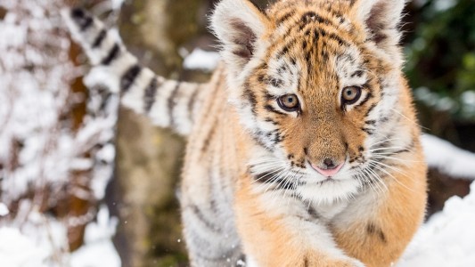 Dragan spielt im Schnee. In freier Natur leben Sibirische Tiger in sehr kalten Regionen. (Foto: dpa)