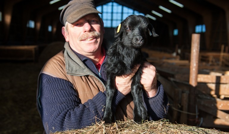 Im Februar kommen viele Lämmer zur Welt