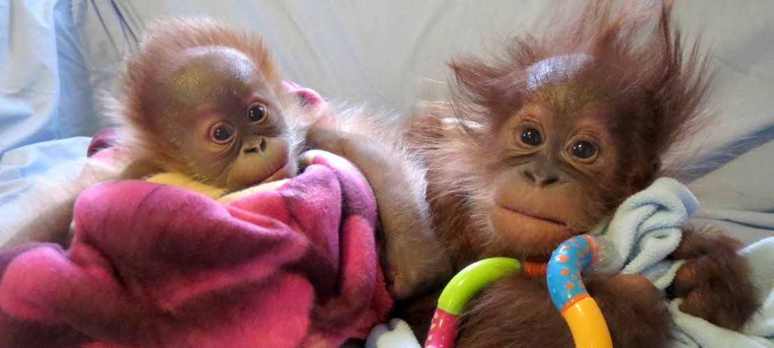 Orang Utan Mädchen Rieke hat schon einen neuen Freund gefunden: Der heißt Bulu Mata und kommt aus der Stadt Budapest in dem Land Ungarn. (Foto: dpa)