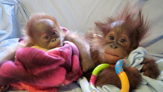 Orang Utan Mädchen Rieke hat schon einen neuen Freund gefunden: Der heißt Bulu Mata und kommt aus der Stadt Budapest in dem Land Ungarn. (Foto: dpa)