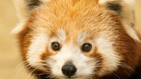 as kleine Panda-Mädchen Yin ist etwas ruhiger und sanftmütiger als ihre Schwester Yang. (Foto: dpa)