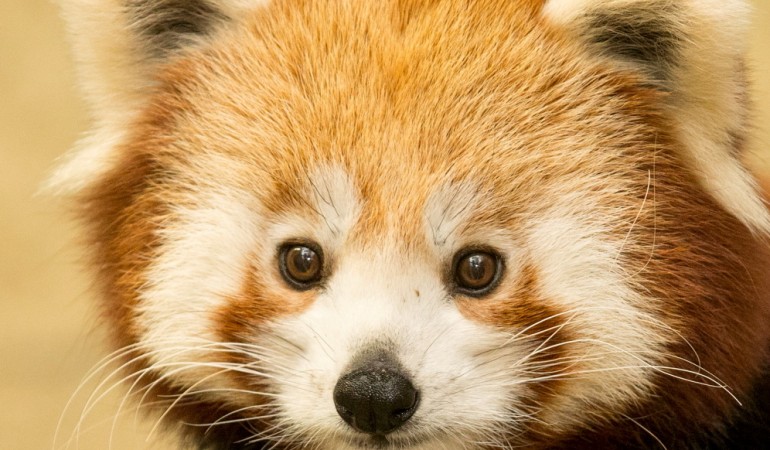 as kleine Panda-Mädchen Yin ist etwas ruhiger und sanftmütiger als ihre Schwester Yang. (Foto: dpa)