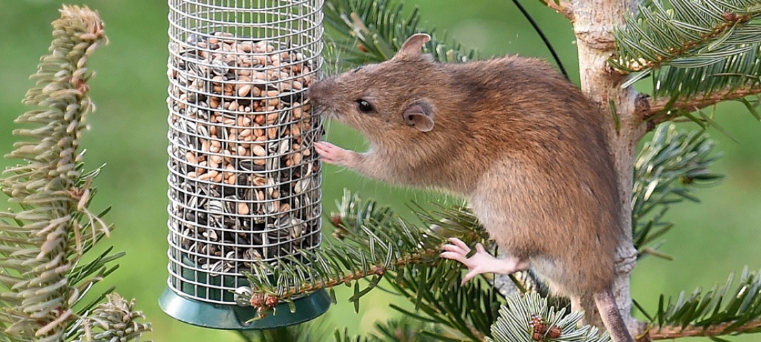 Vogelfutter - das schmeckt auch Ratten. (Foto: dpa)