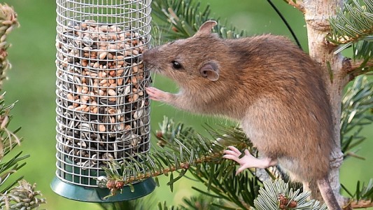Vogelfutter - das schmeckt auch Ratten. (Foto: dpa)