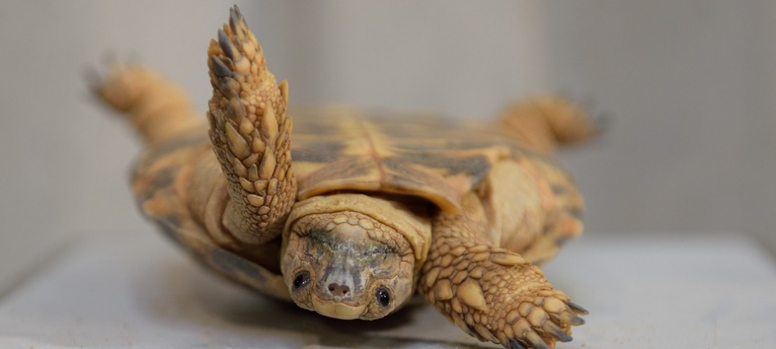 Schildkröten haben verschiedene Möglichkeiten, um sich wieder aufzurichten. (Foto: dpa)
