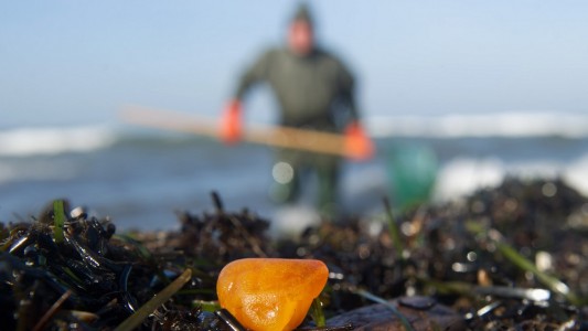 An der Ostsee - dort, wo heute das Meer ist - war früher ein Wald. Deswegen findet man hier heute häufig auch Bernstein. (Foto: dpa)