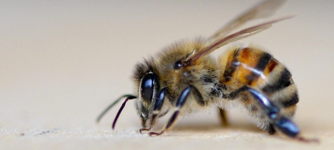 Wnterschlaf machen sie nicht. Aber Bienen ziehen sich im Winter in ihren Bienenstock zurück. (Foto: dpa)