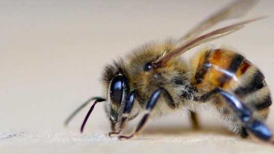 Wnterschlaf machen sie nicht. Aber Bienen ziehen sich im Winter in ihren Bienenstock zurück. (Foto: dpa)