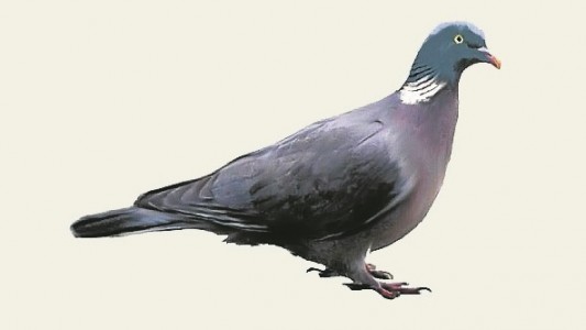 Im Winter fliegen nicht so viele Vögel herum. Aber bei der Futtersuche kann man sie dennoch super beobachten.