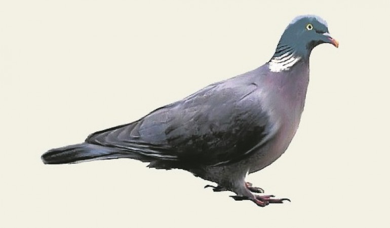 Im Winter fliegen nicht so viele Vögel herum. Aber bei der Futtersuche kann man sie dennoch super beobachten.
