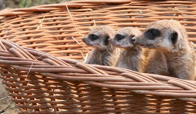 Süß! Vier kleine Erdmännchen worden im Kölner Zoo geboren. Hier seihst du drei von ihnen. (Foto: dpa)
