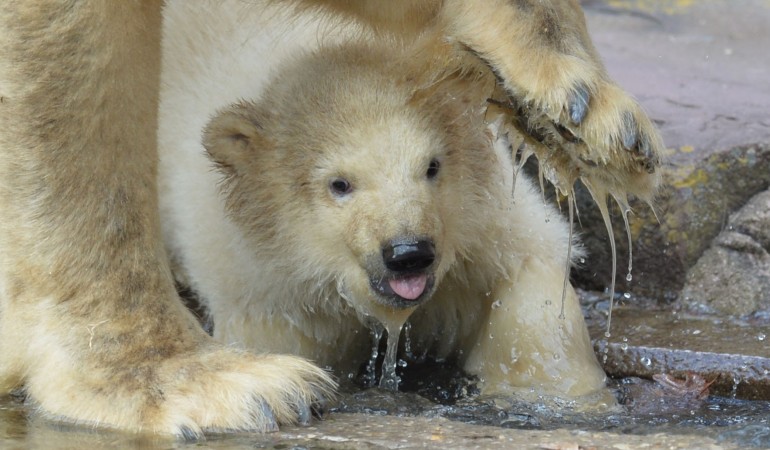 Die kleine Eisbärin Charlotte testet das Wasser in ihrem Zoo-Gehege. (Foto: dpa)