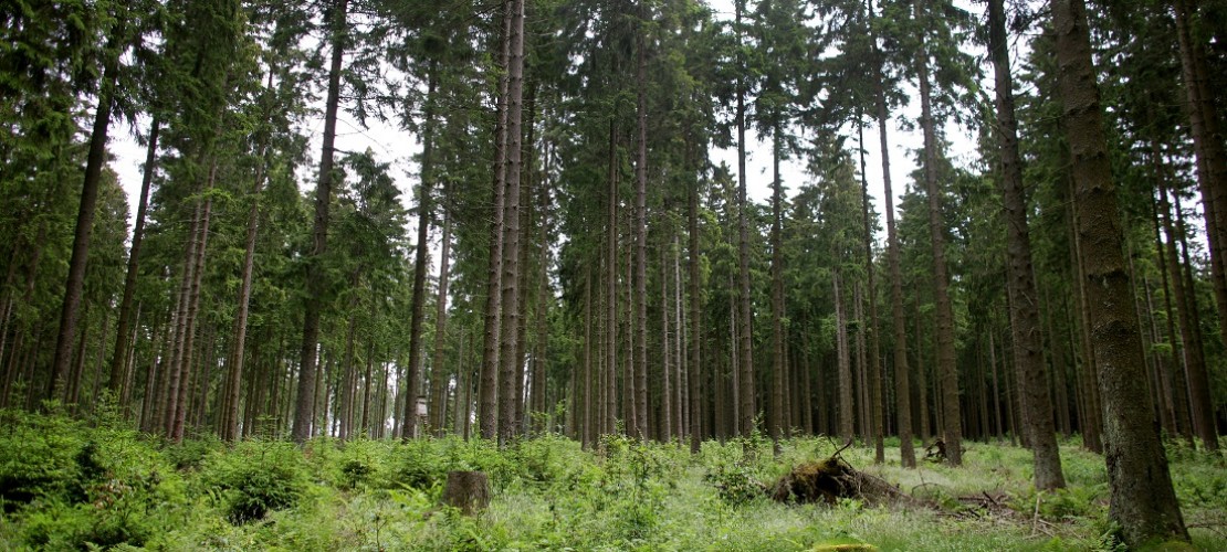 Mammutbäume im Test