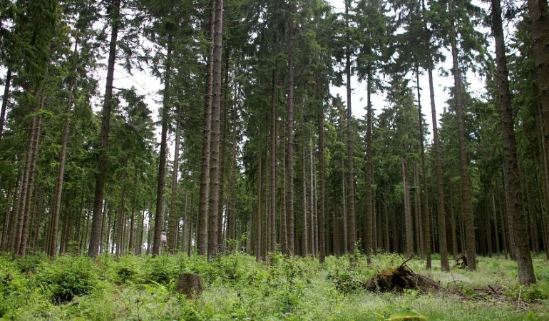 Mammutbäume im Test