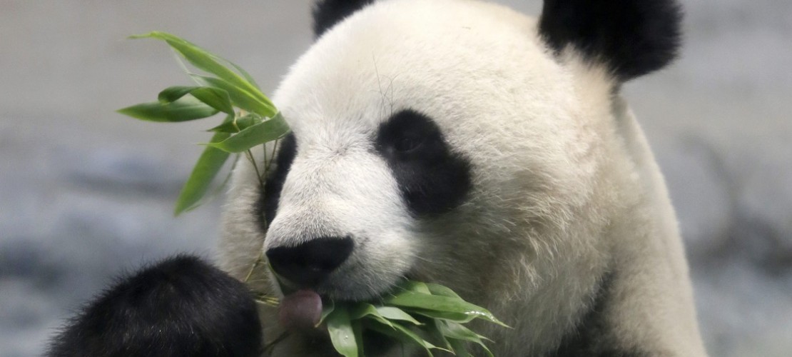 Gute Nachrichten aus China: Dort leben wieder mehr Pandas. (Foto: dpa)