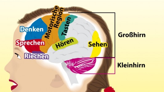Besser als jeder Computer: So funktioniert dein Gehirn