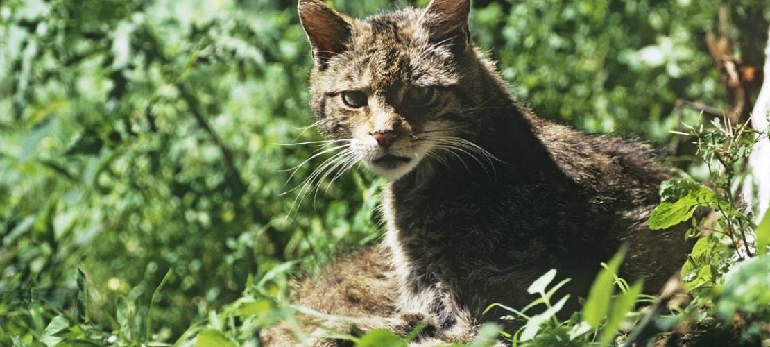 Wildkatzen streifen nun auch wieder durch die Wälder in Deutschland. (Foto: dpa)