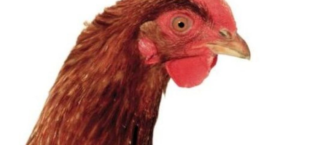 Um herauszufinden, welche Farbe das Ei hat, das ein Huhn legen wird, musst du es dir nur ganz genau angucken. (Foto: Thinkstock)