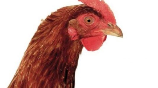 Um herauszufinden, welche Farbe das Ei hat, das ein Huhn legen wird, musst du es dir nur ganz genau angucken. (Foto: Thinkstock)