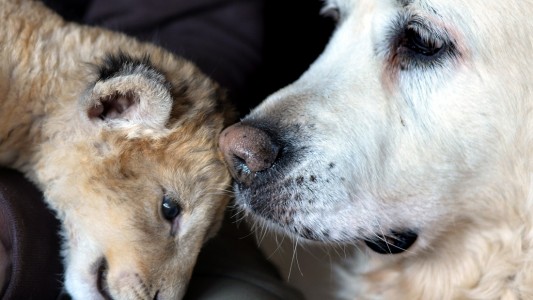 Malor mag das Fell von Hund Kiki. (Foto: dpa)