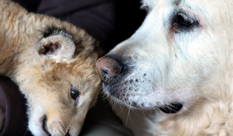 Malor mag das Fell von Hund Kiki. (Foto: dpa)