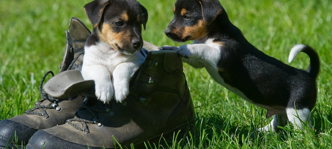 Hunde, Schildkröten oder Meerschweinchen - Wir sind gespannt auf die Videos von euren Haustieren. (Foto: dpa)