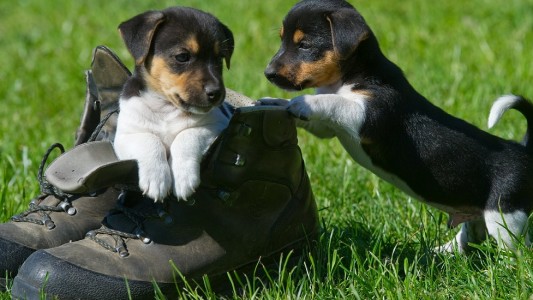Hunde, Schildkröten oder Meerschweinchen - Wir sind gespannt auf die Videos von euren Haustieren. (Foto: dpa)