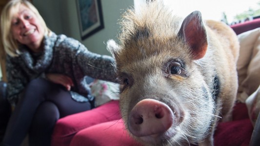 Pepper ist ein Minischwein und lebt bei einer Familie im Saarland. (Foto: dpa)