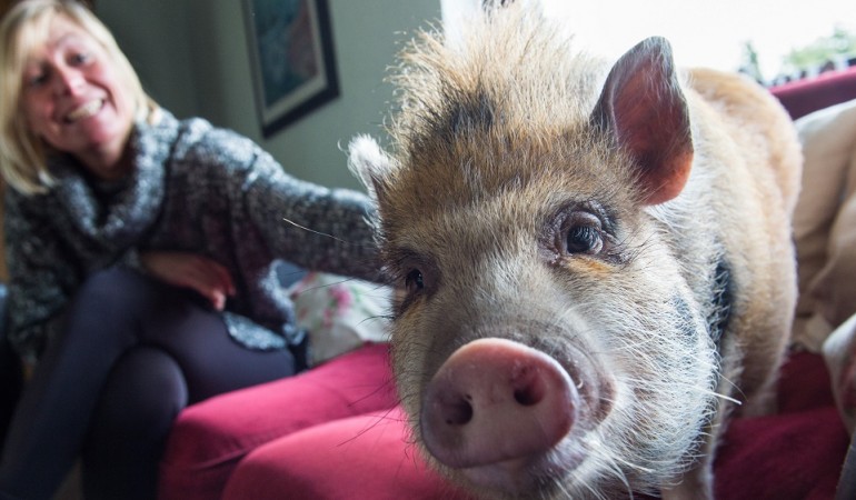Pepper ist ein Minischwein und lebt bei einer Familie im Saarland. (Foto: dpa)