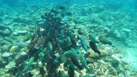 Ein Riff dient einem Schwarm als zu Hause. (Foto: dpa)