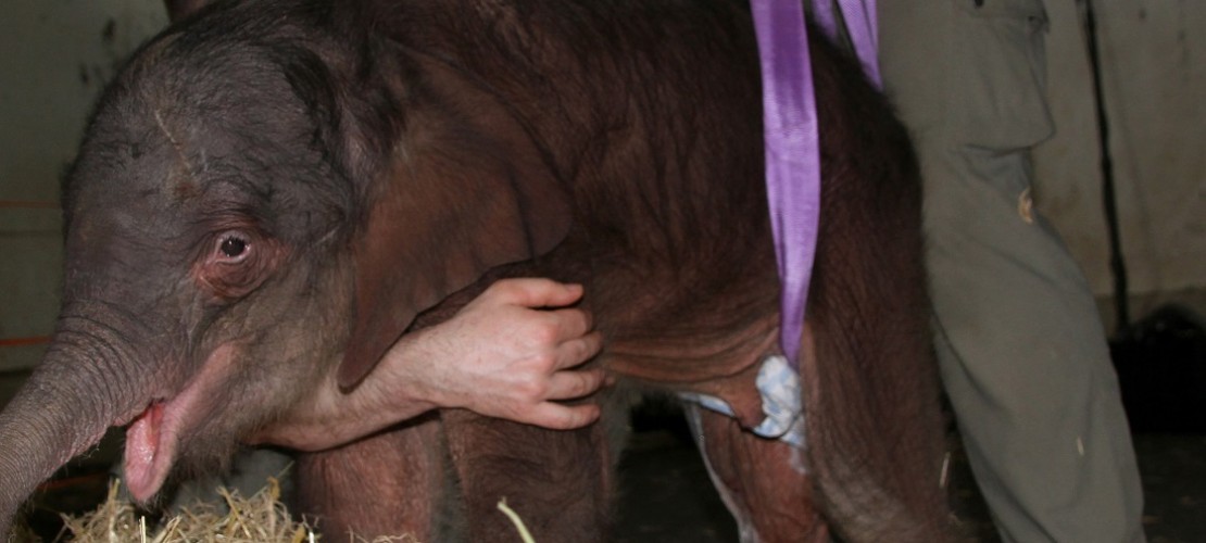 Hinten hängt der kleine Elefant in Gurten. Das soll ihm beim Stehen helfen. (Foto: dpa)