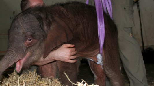 Hinten hängt der kleine Elefant in Gurten. Das soll ihm beim Stehen helfen. (Foto: dpa)